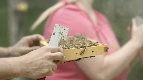 Tight Bee Frame Stock Footage 91041477