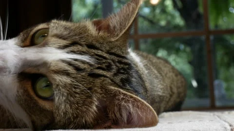 Tight cat 스톡 동영상 201972186