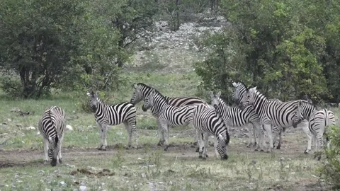 Tight on central group after movement — Part 15 Stock Footage 320845827