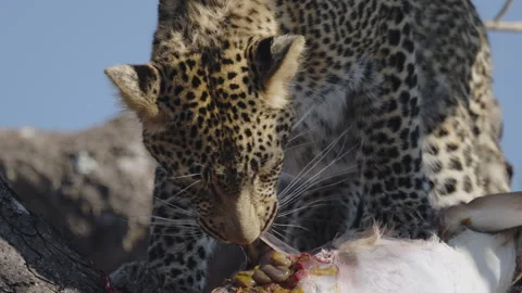 Tight close-up of leopard cub feeding on impala carcass in tree Stock Footage 318720311