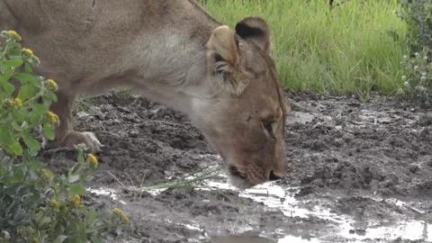 Tight close-up on the lioness as she continues to drink — Part 4 Stock Footage 320354565