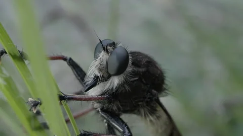 Tight close up portrait showcasing a robber fly head and proboscis, macro shot Stock Footage 346723921