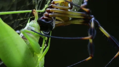 Tight close up of a spider bite Video stock 79768144