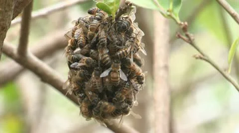 Tight cluster of bees Stock Footage 11223377