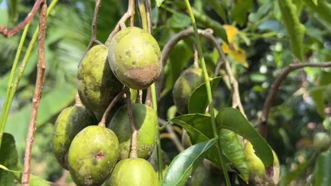 A tight cluster of June plum develops along a branch covered with healthy Stock-Footage 329276686