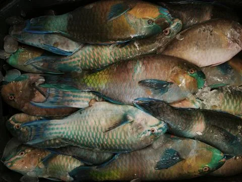 Tight cluster of parrotfish with vivid blue, green, and orange hues, displayi Stock Photos