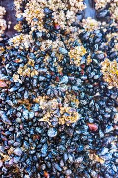 Tight cluster of small shellfish and barnacles Stock Photos