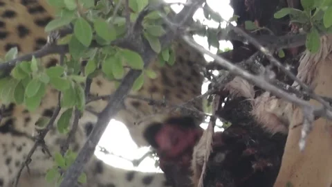 Tight continued tearing; bite-reset-bite rhythm — Part 20 Stock Footage 320790233