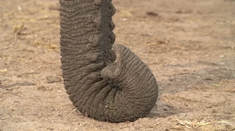 Tight crop of elephant trunk resting on the ground Stock Footage 46375771