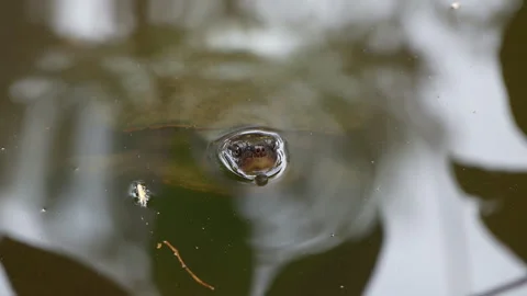 Tight Frontal Shot of Turtle Emerging from Shimmering Water Stock Footage 314943767