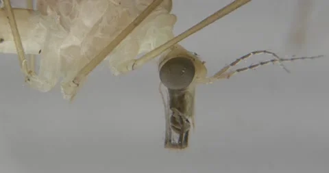 Tight Head-shot of a crane fly then flies away Stock Footage