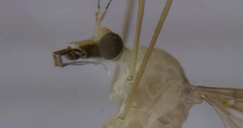 Tight Head-shot of a crane fly. Flies at end Stock Footage
