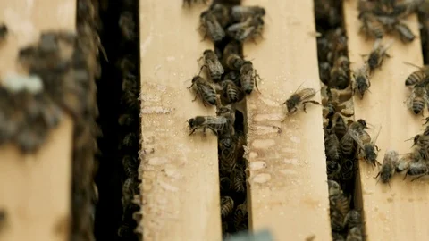 Tight Honey Bees Stock Footage 91041825