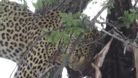 Tight on leopard head; forceful tugs to sever meat — Part 19 Stock Footage 320790226