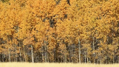 Tight Pan of Fall Aspen Trees with Golden Leaves Lake Tahoe Stock Footage 97024278