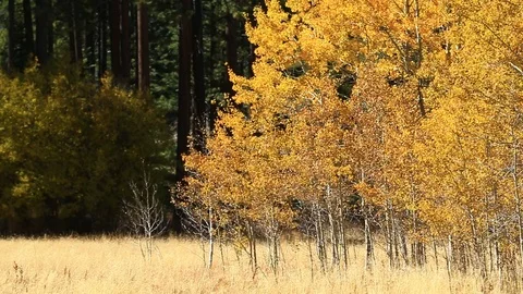 Tight pan of Fall Gold Aspens in Lake Tahoe Basin Stock Footage 97024601