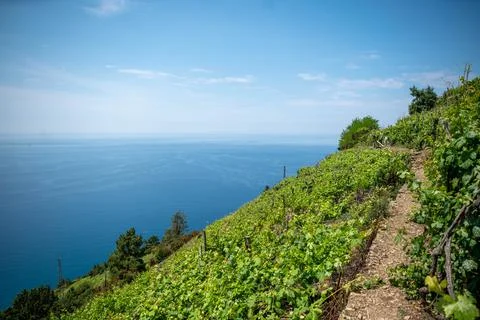 Tight Path between Vinery in 5 Terre, Italy. beautiful hiking Path Stock Photos