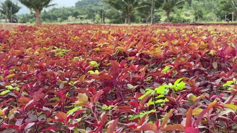 Tight rows of red amaranth fill the frame completely, forming a continuous Stock Footage 331145028