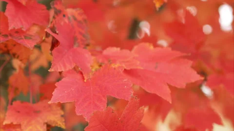 Tight shot of Beautiful Red Fall Leaves on Tree Stock Footage 56435527