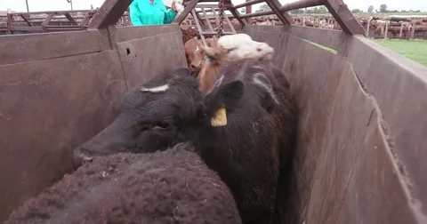 Tight shot of cattle being herded through a cattle crush Stock Footage 78193673