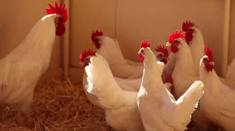 Tight shot of chickens  Vídeos de archivo 25445215