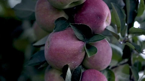 Tight shot on a cluster of red, ripe apples and then camera pulls back throwing Stock Footage