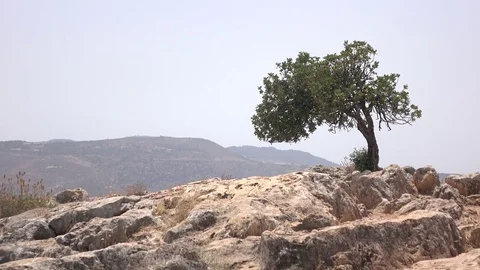 Tight Shot of Desert Tree on Top of Mountain Stock Footage 78247836