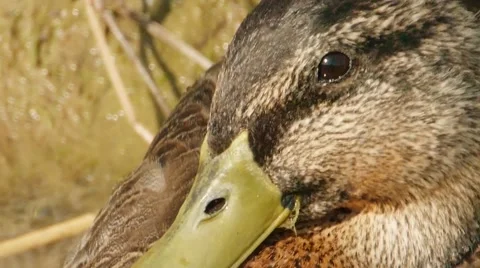 Tight shot of duck 스톡 동영상 45590723