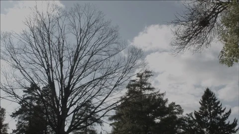 Tight Shot Of Fall Trees Stock Footage 102958972