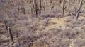 tight shot flying through saguaro cactus field in the desert HD Footage