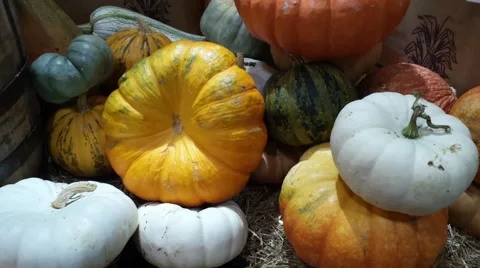 Tight shot of Gourds Stock Footage 42892072