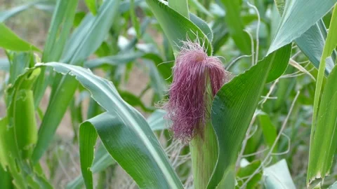 Tight shot of large wet corn in a field. Stock Footage 242505017