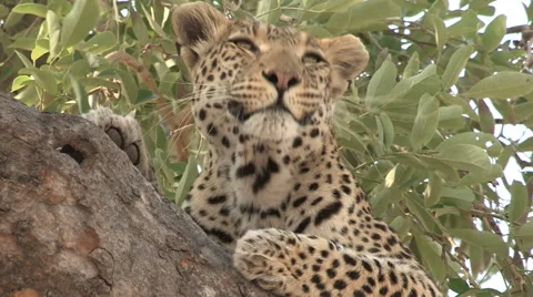 Tight shot of leopard lying on branch of a tree Stock Footage 46374220