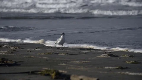 Tight shot on a Lone Seagull 動画素材 82769874