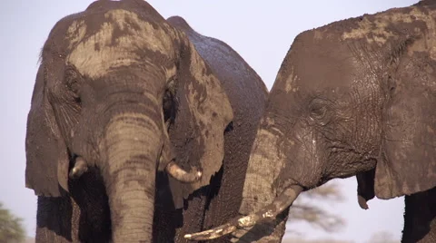 Tight shot of mud covered elephant bulls drinking Vídeo Stock 61256989