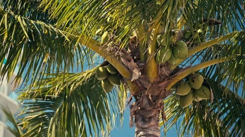 Tight shot of palm tree with coconuts and sun shining through sun flares Stock Footage 280507739
