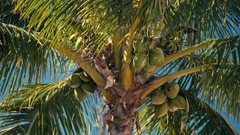 Tight shot of palm tree with coconuts and sun shining through sun flares 스톡 동영상 280507741