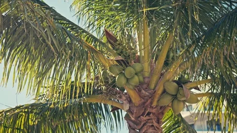 Tight shot of palm tree with coconuts and sun shining through sun flares Vidéo 280507743