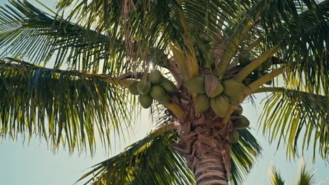 Tight shot of palm tree with coconuts and sun shining through sun flares Видео 280507751