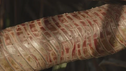 Tight in shot of Pandanus tectorius tree Stock Footage 250080540