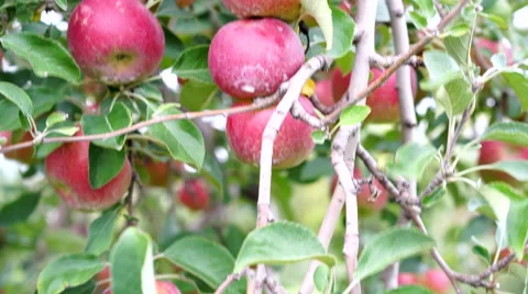 Tight shot of Red Jonathan Apples ready for harvest Video stock 67886929