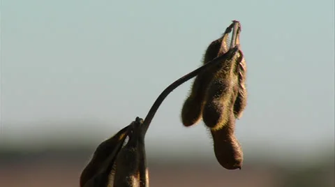 Tight shot of soybean pods Stock-Footage 34645992