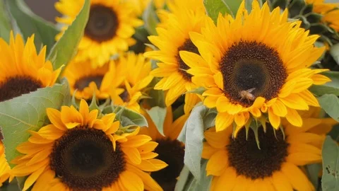 Tight shot of sunflowers with bee inside flower Stock Footage 83321362