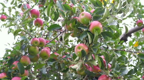 Tight Shot of Tree filled with Red and Green Apples as camera tilts down Stock-Footage 67884964