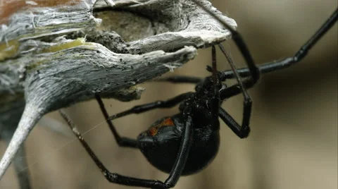 Tight shot of a Western Black Widow weaving a web. Vidéo 59881575