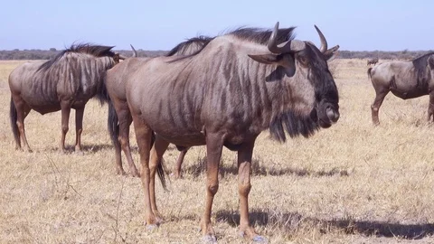 Tight shot of wildebeest gnu chewing cud on short grass African plane Stock-Footage 81416835