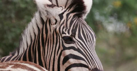 Tight shot of zebra's face Stock Footage 61260308