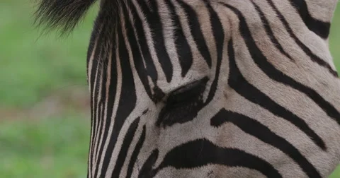 Tight shot of zebra's face while grazing Stock Footage 61260133