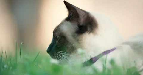 Tight siamese kitten resting in grass Stock Footage 94352582