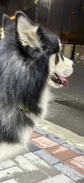 Tight Side View Husky Stock Photos
